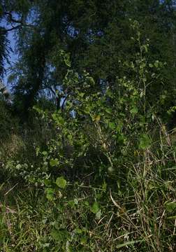 Image of Wild abutilon