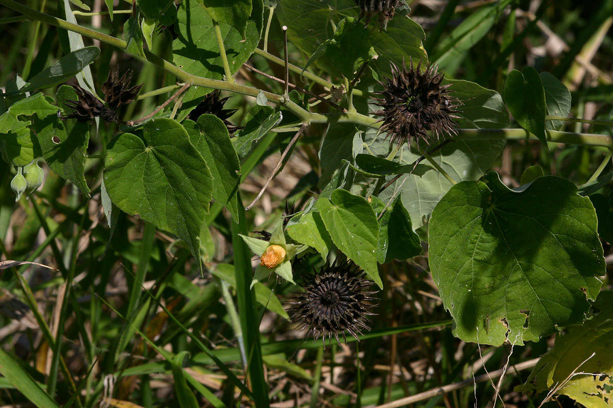 Sivun Abutilon mauritianum (Jacq.) Medic. kuva
