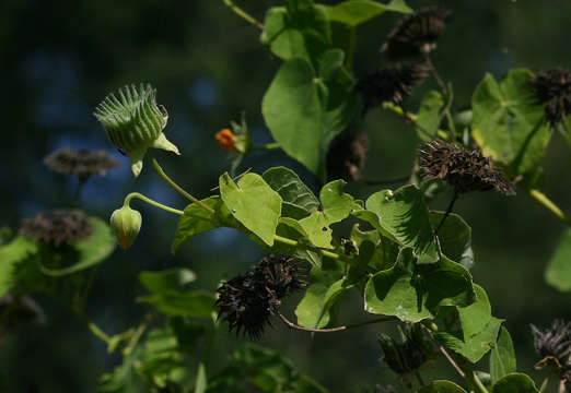 Image of Wild abutilon