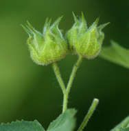 Image of Abutilon ramosum (Cav.) Guill.