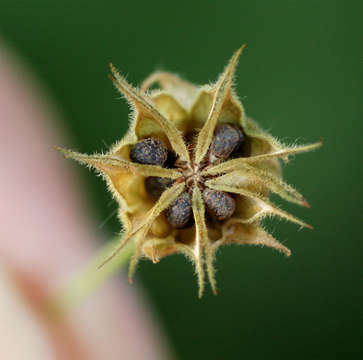 Image of Abutilon ramosum (Cav.) Guill.