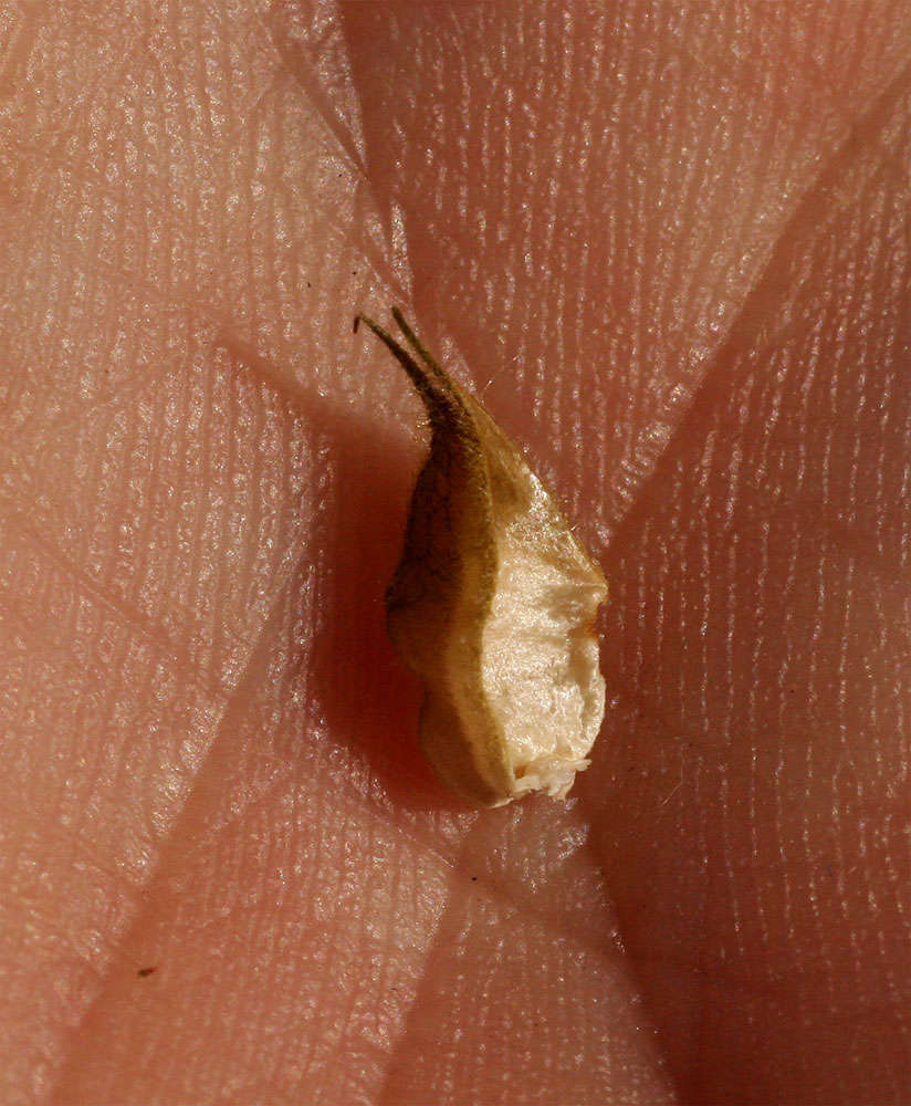 Image of Abutilon ramosum (Cav.) Guill.