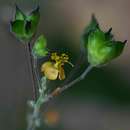 صورة Wissadula periplocifolia (L.) C. Presl ex Thwaites