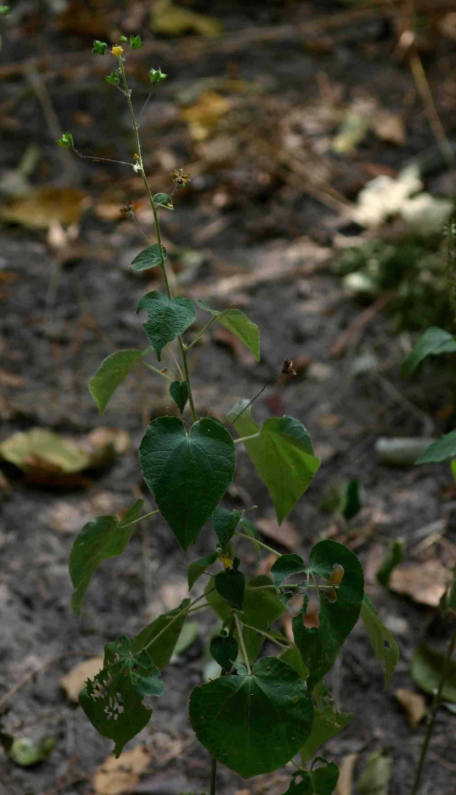 Image of wissadula