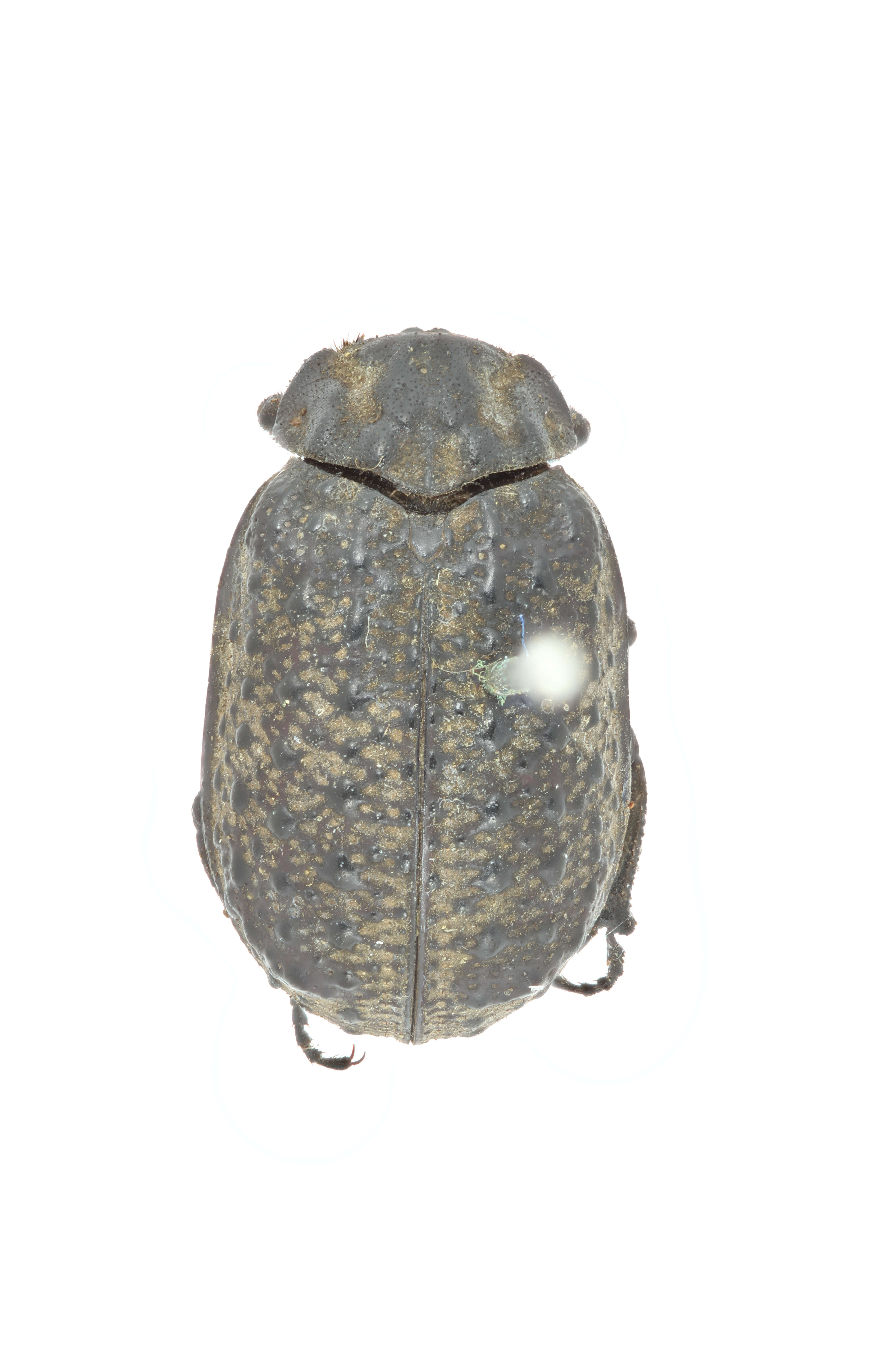 Image of Polynoncus brevicollis (Eschscholtz 1822)