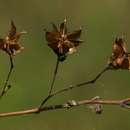 Sivun Wissadula periplocifolia (L.) C. Presl ex Thwaites kuva