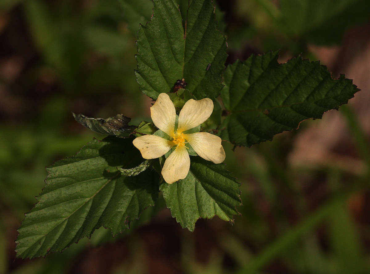 Image of false mallow