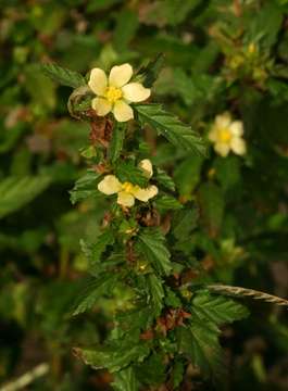 Image of false mallow