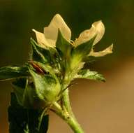 Image of false mallow