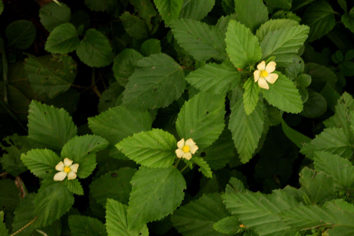 Image of false mallow