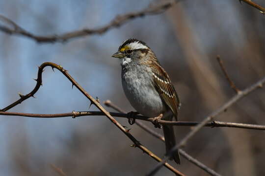 Image of White-throated Sparrow