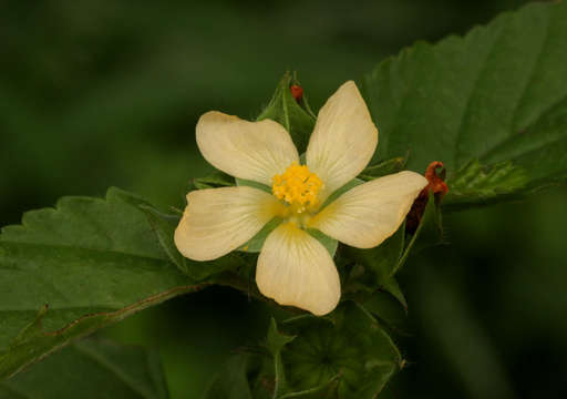 Image of false mallow