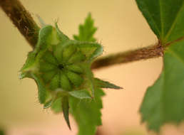 Image of false mallow