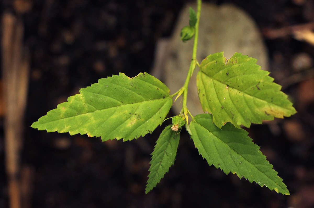 Image of fanpetals