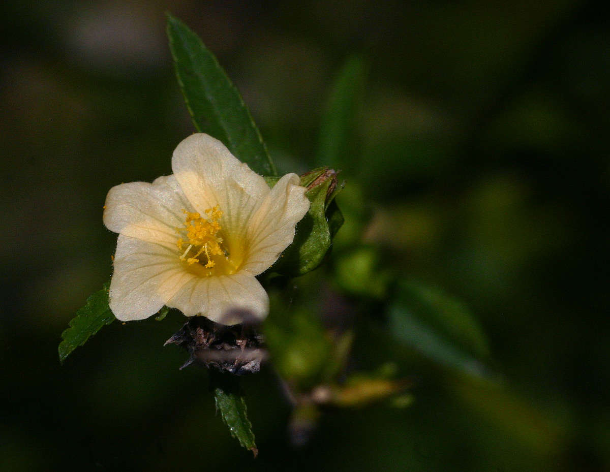 Image of fanpetals