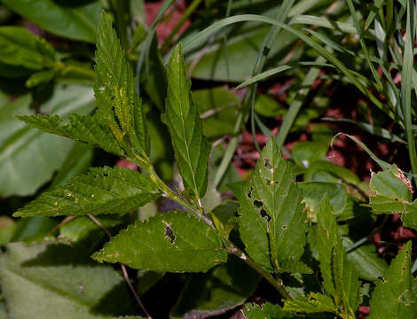 Image of fanpetals