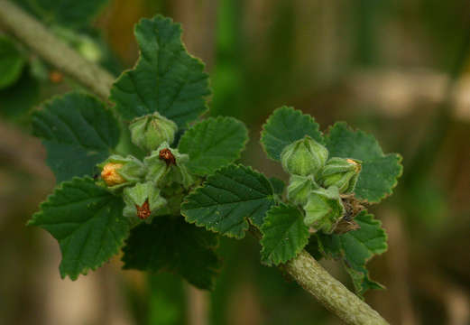 Image of fanpetals