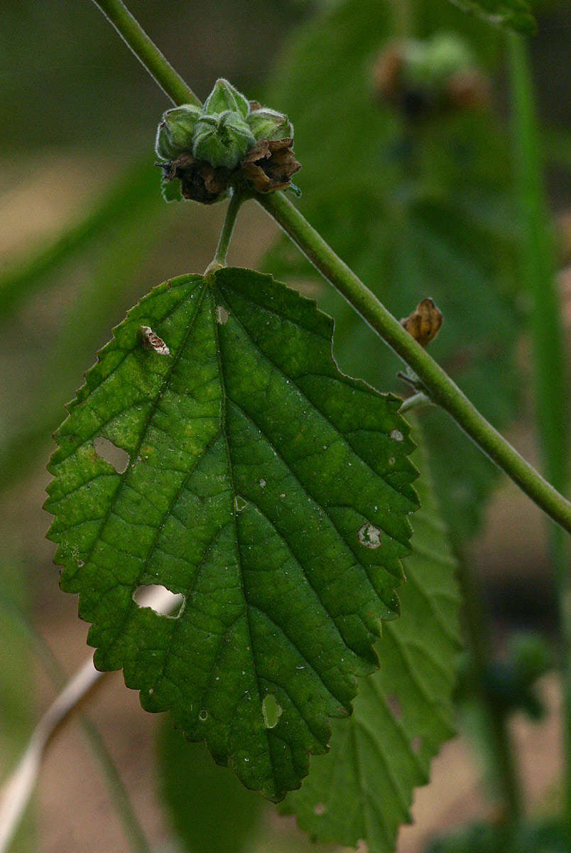 Image of Sida maculata Cav.