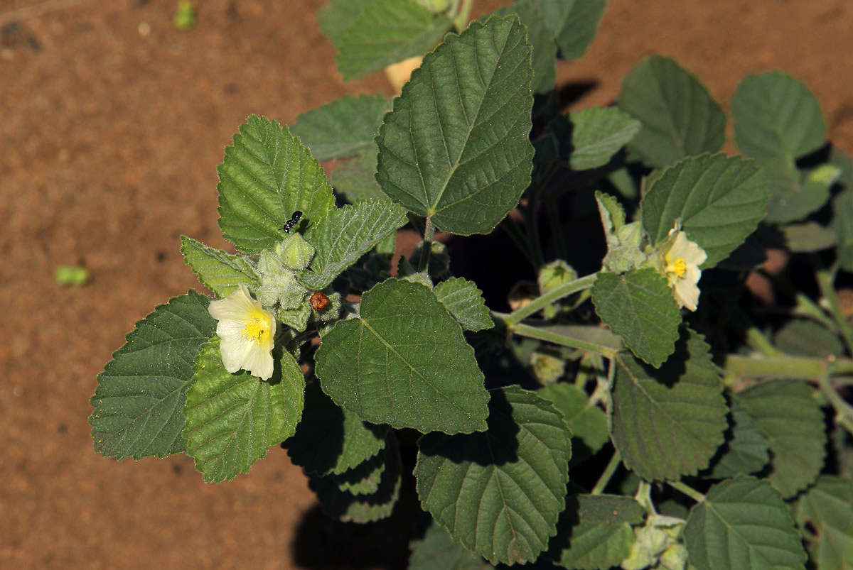 Image of Sida maculata Cav.