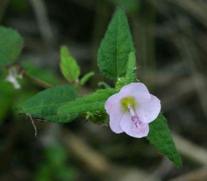 Image of Pink pavonia