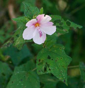 Image of Pink pavonia