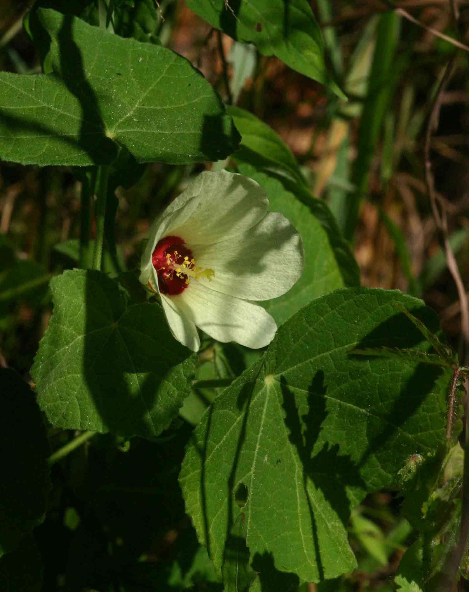 Image de Pavonia senegalensis (Cav.) Leistn.