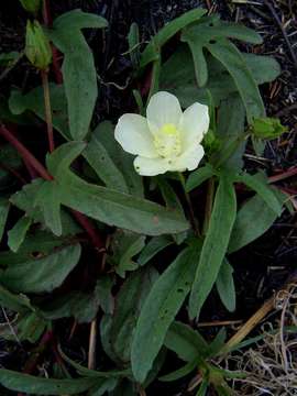 Image of Dwarf yellow hibiscus