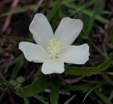 Слика од Hibiscus aethiopicus var. ovatus (Cav.) Harv.