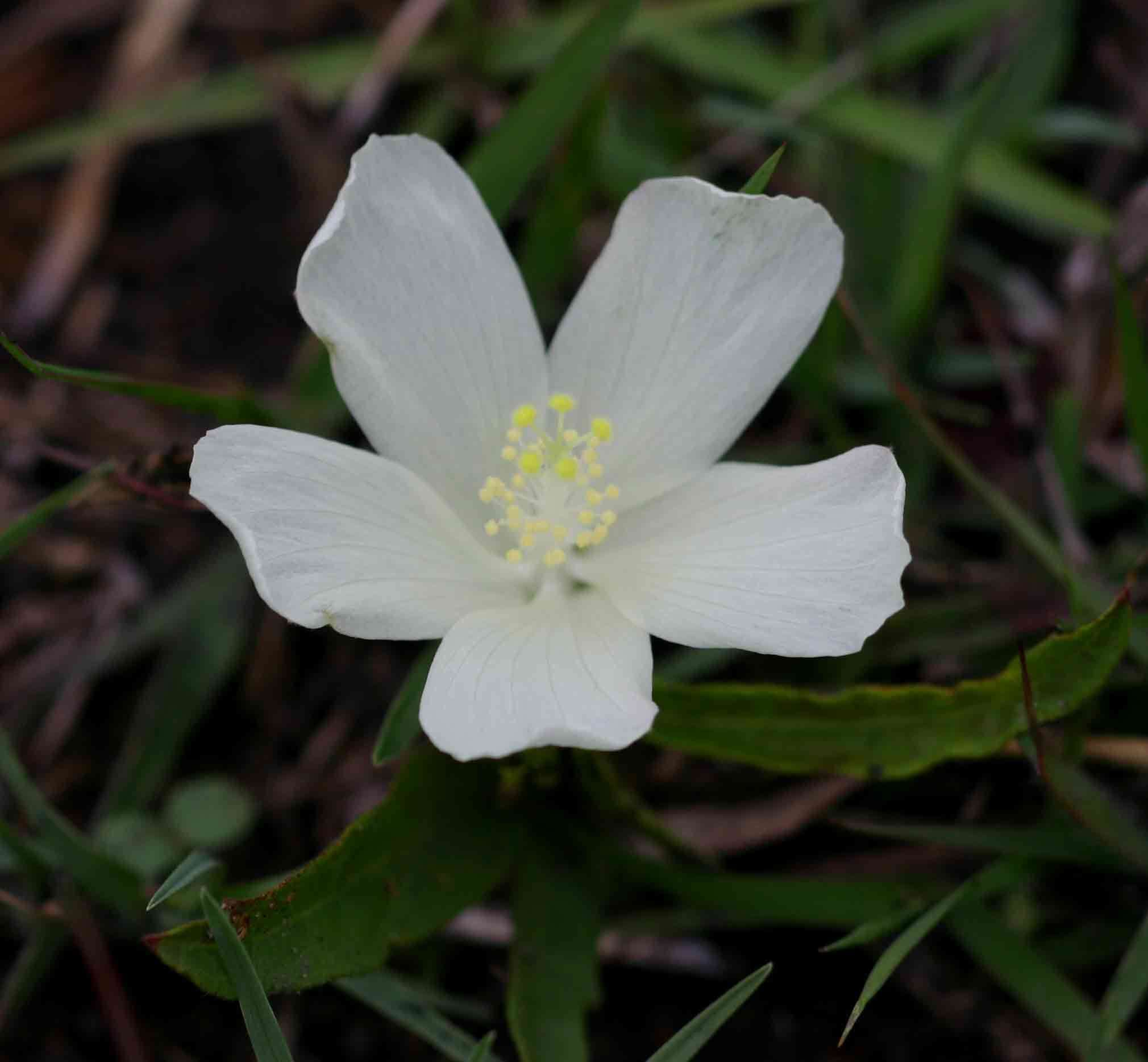 Image of Dwarf yellow hibiscus