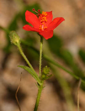 Hibiscus allenii Sprague & Hutchinson的圖片