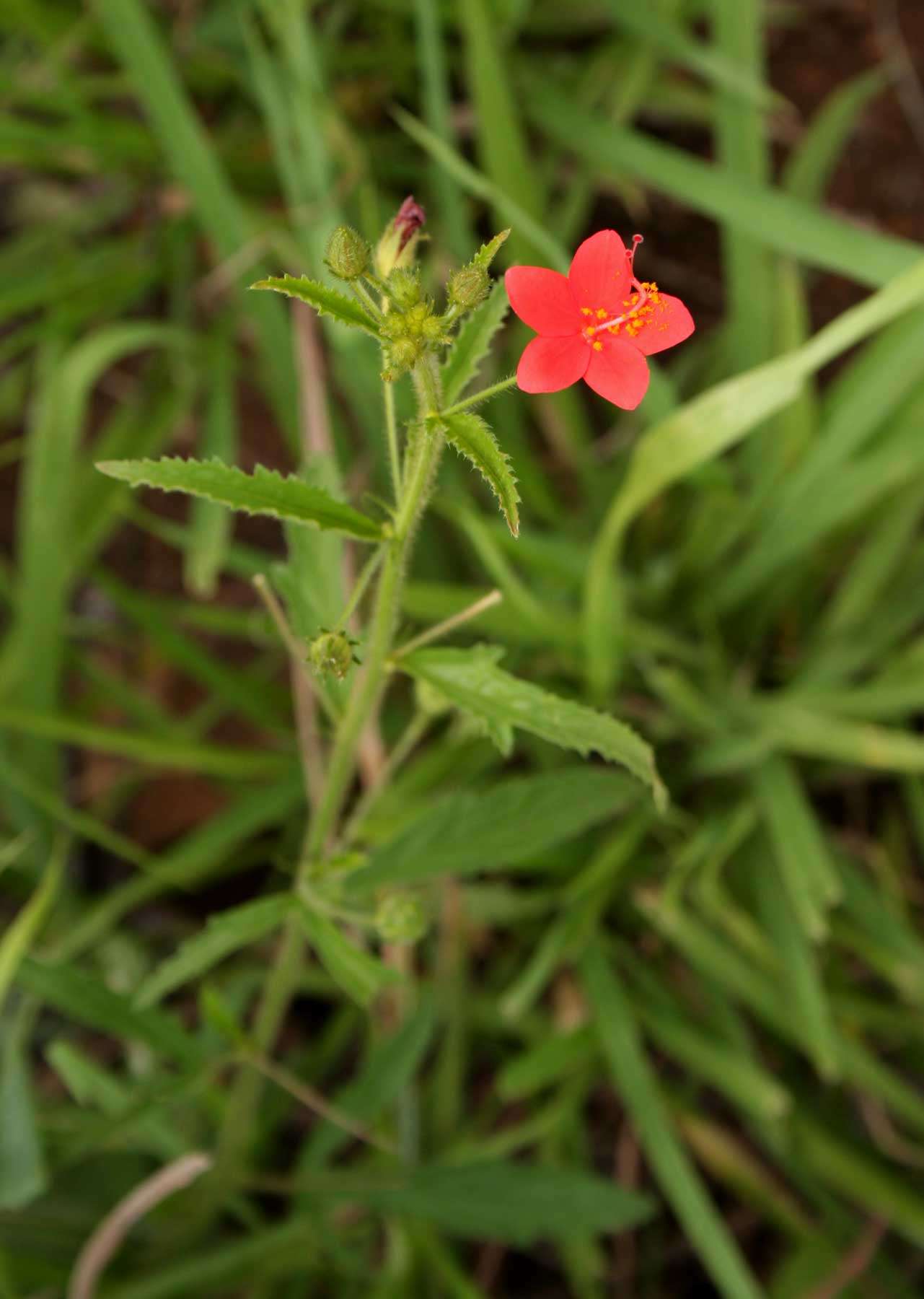 Image of Hibiscus allenii Sprague & Hutchinson