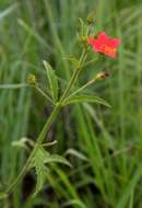 Hibiscus allenii Sprague & Hutchinson的圖片