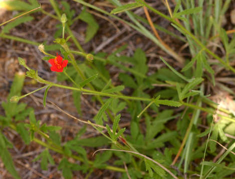 Hibiscus allenii Sprague & Hutchinson的圖片