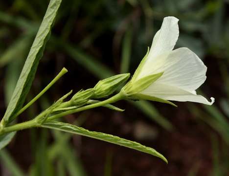 Image of Hibiscus articulatus Hochst. ex A. Rich.