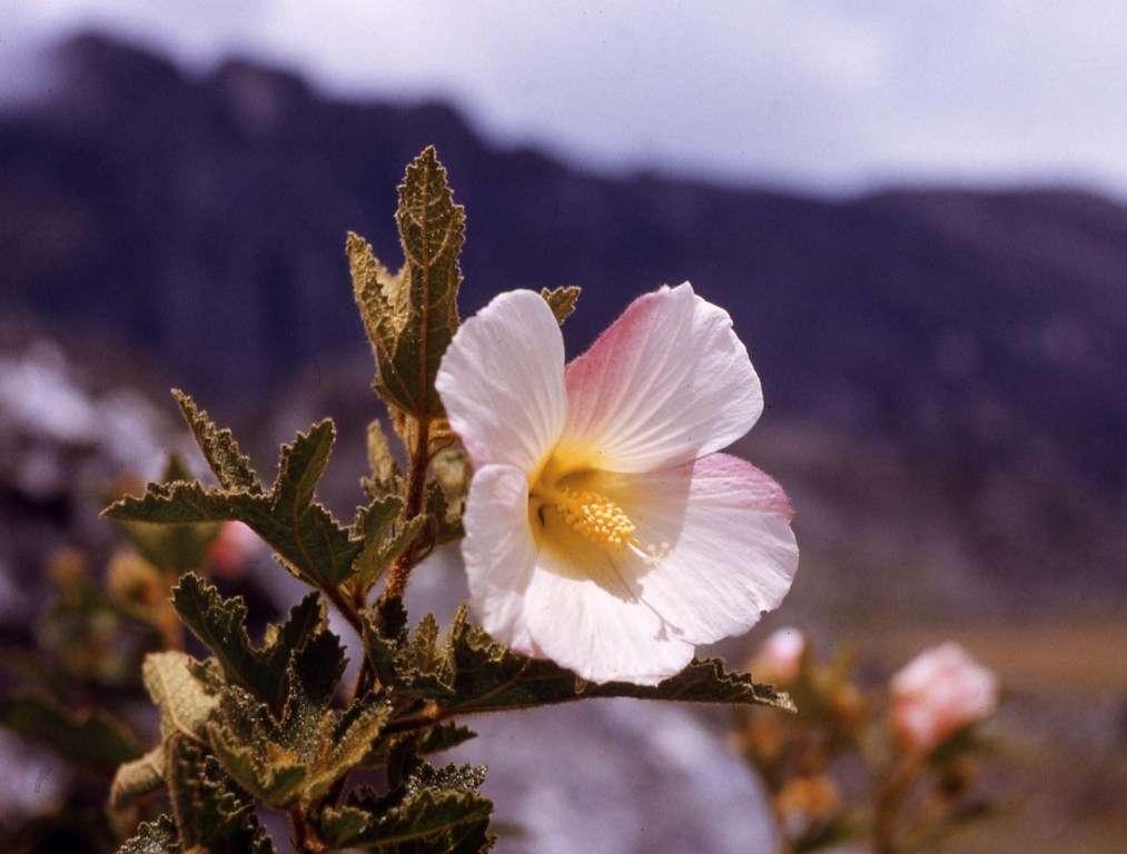 Image of Chimanimani tree hibiscus