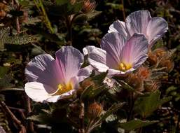 Image of Chimanimani tree hibiscus