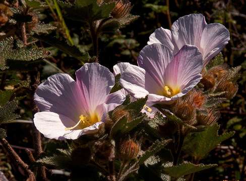 Imagem de Hibiscus burtt-davyi Dunkley