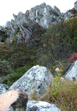 Image of Chimanimani tree hibiscus