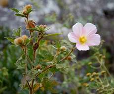 Image of Chimanimani tree hibiscus