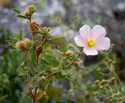 Imagem de Hibiscus burtt-davyi Dunkley