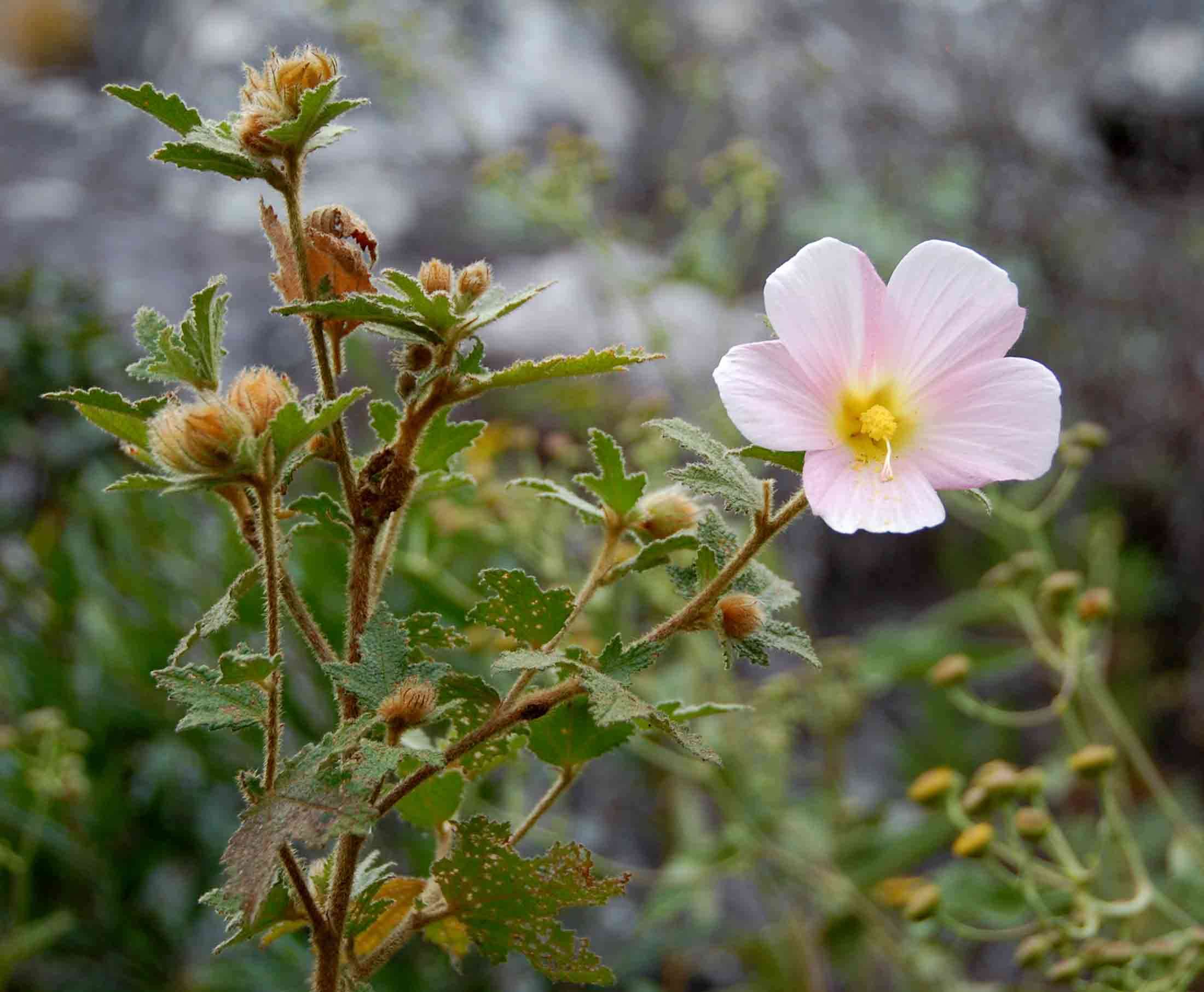 Image of Chimanimani tree hibiscus