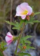 Image of Chimanimani tree hibiscus