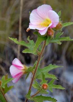 Imagem de Hibiscus burtt-davyi Dunkley