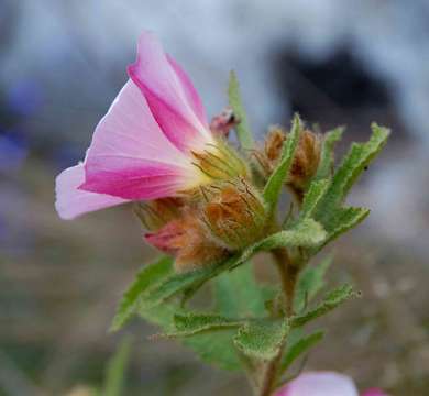 Imagem de Hibiscus burtt-davyi Dunkley