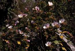 Image of Chimanimani tree hibiscus