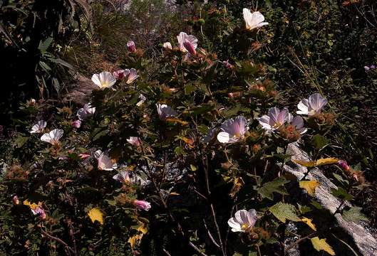 Imagem de Hibiscus burtt-davyi Dunkley