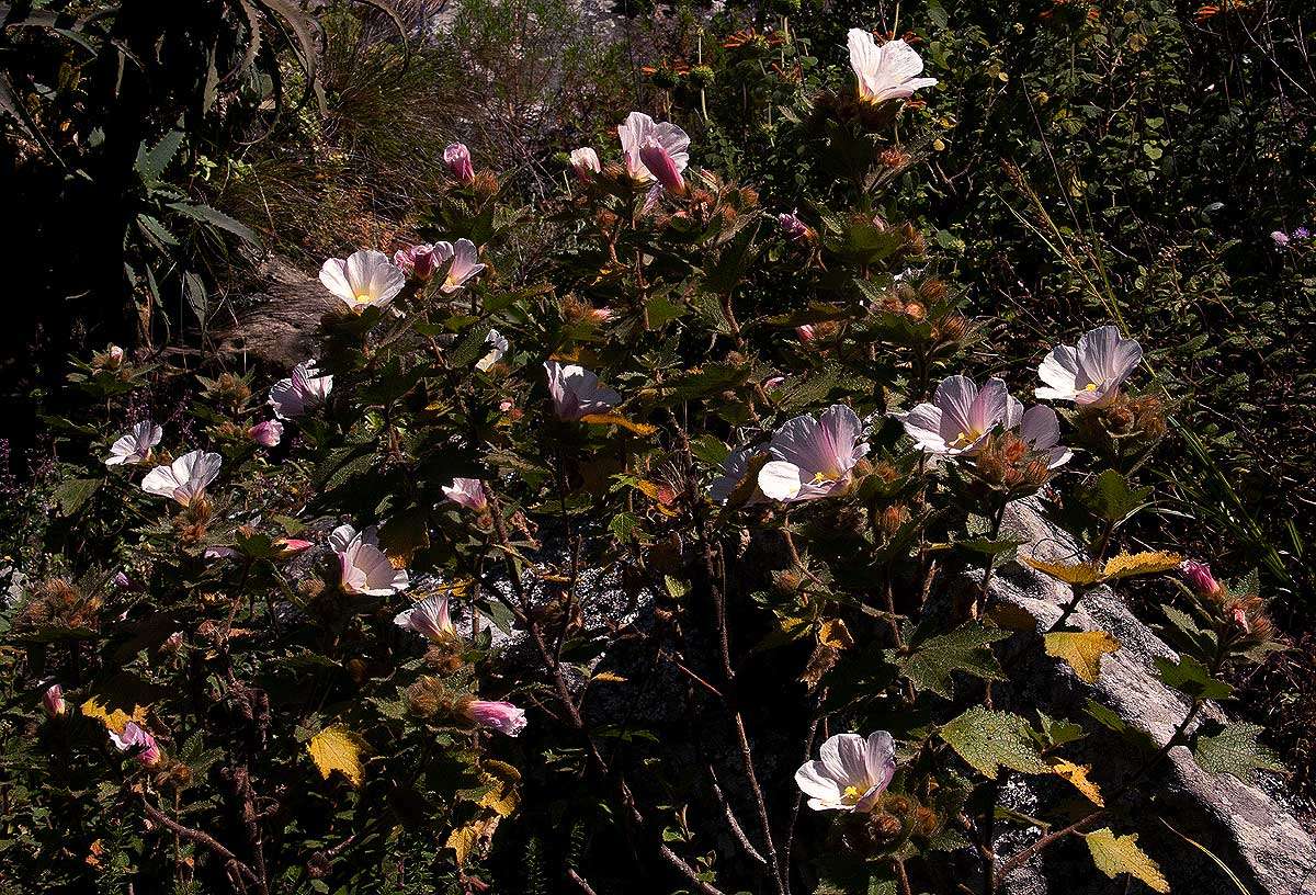 Image of Chimanimani tree hibiscus