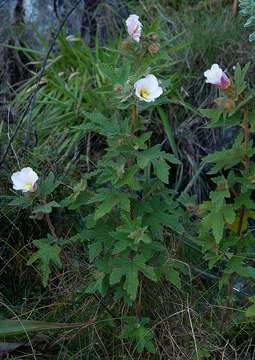 Imagem de Hibiscus burtt-davyi Dunkley