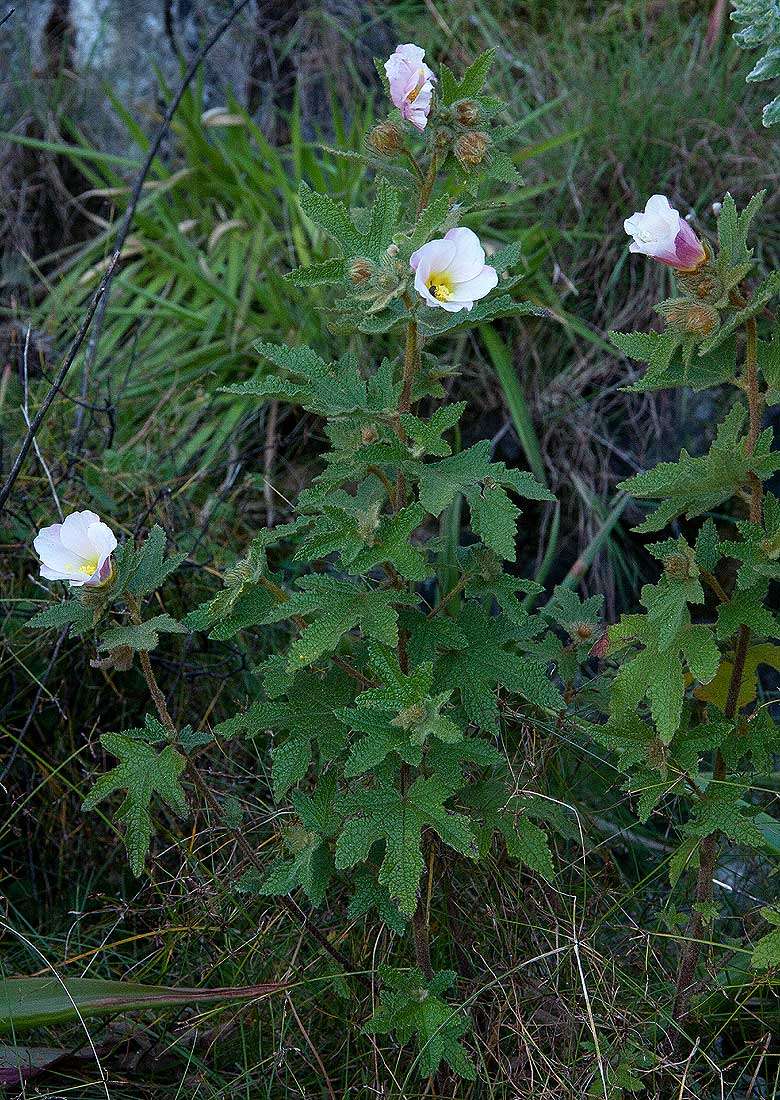 Image of Chimanimani tree hibiscus