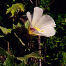 Image of Chimanimani tree hibiscus